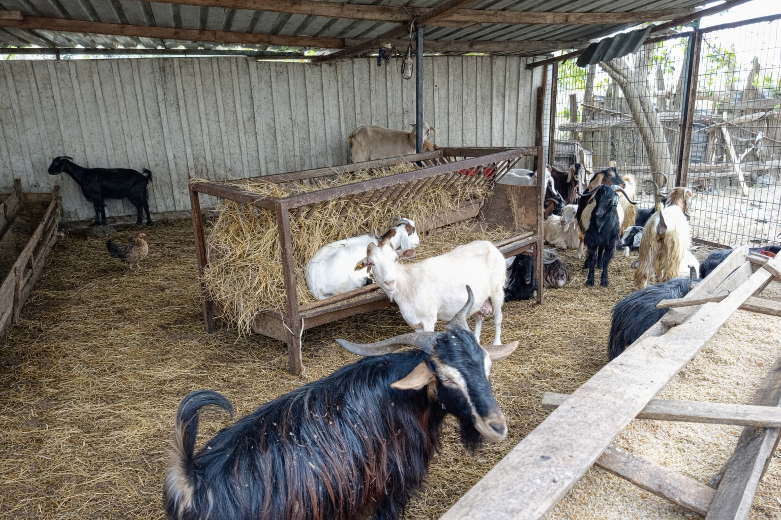 Arnavutköy adak kurbanlık keçi - Kastamonu Et