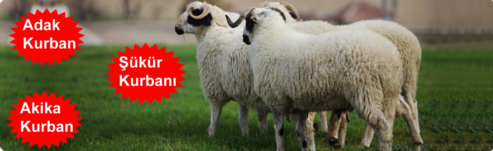 İstanbul Arnavutköy kurbanlık satışı Kastamonu Et