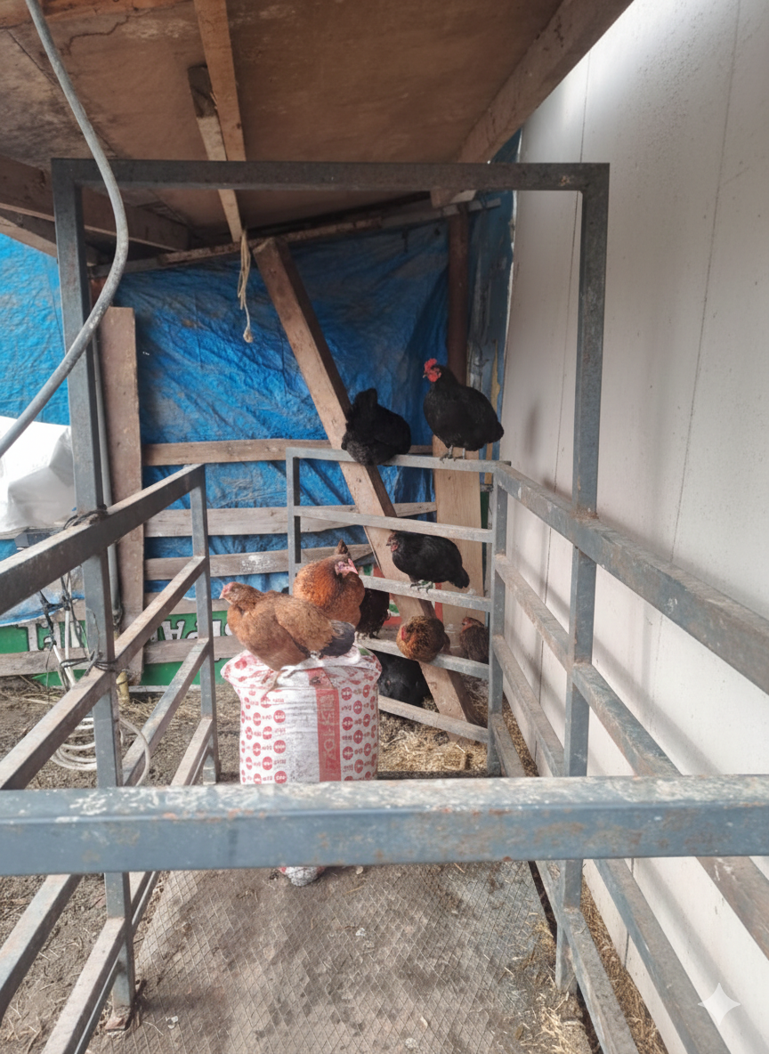 İstanbul adak kurbanlık  çiftlik- Kastamonu Et